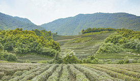 �ĵر����� ũ��������