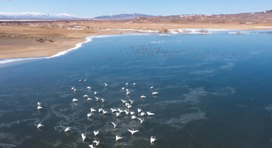 新疆吉木乃县:候鸟蹁跹 春意盎然