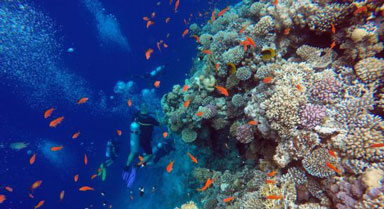 埃及达哈布：蓝洞里的“珊瑚世界”