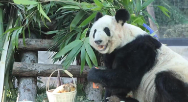 大熊猫丫丫的竹筐里都有啥好吃的
