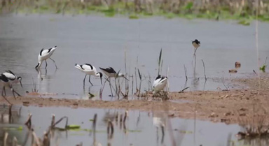 河南：鸟界“超模”现身周口龙湖湿地