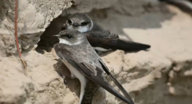  Why did 30000 cliff swallows settle down in Mengjin Yellow River Wetland?