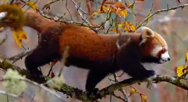 ���ȺӾ�����Ұ��С��è�ּ��ʳ����