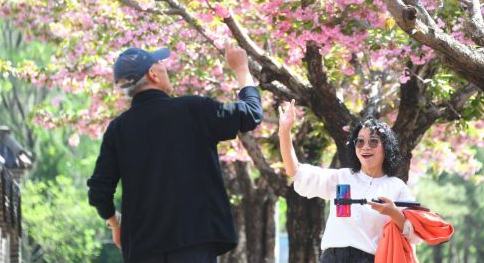 北京平谷：赏樱花 享春光