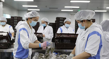 宁夏银川：粽香迎端午 企业赶制忙