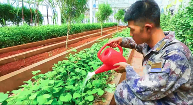 南沙故事我來講︱“四防”菜地的由來