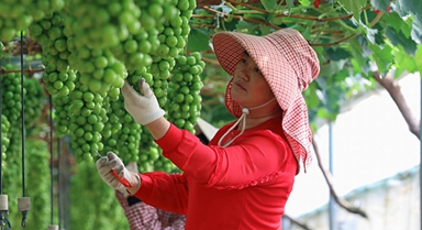 云南陆良：葡萄园里劳作忙