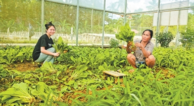 特色蔬菜产业铺就一条致富路