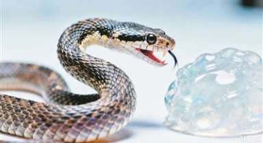 毒蛇完成“致命一击”有多快