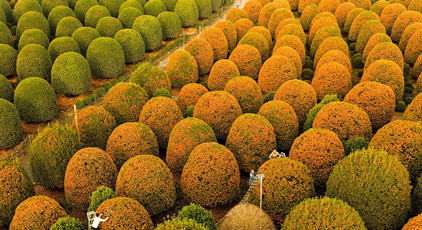 浙江杭州：修剪桂花树