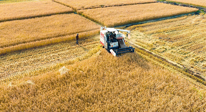山西左權：水稻喜獲豐收