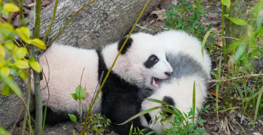 探访大熊猫基地