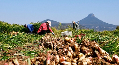 山东枣庄:收获黄姜
