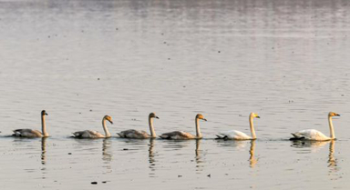 黄河湿地天鹅舞