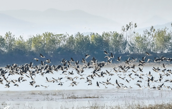 安徽枞阳：候鸟翔集