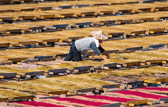 福建永春：冬日晒香