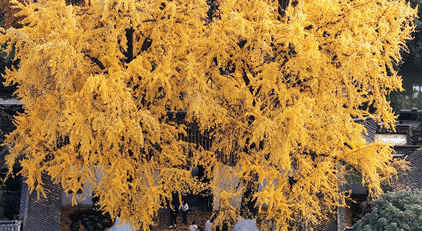 江苏扬州:初冬赏银杏