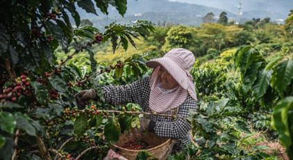 云南普洱：咖啡田的丰收时光