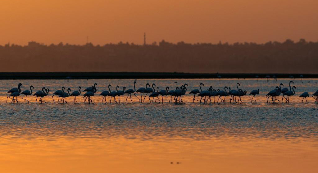 埃及：火烈鸟越冬加龙湖