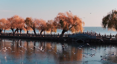 昆明群鸥戏水舞晴波