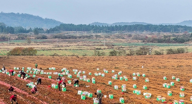 湖南道县：采收红薯