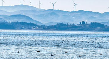大批越冬候鸟飞抵贵州草海