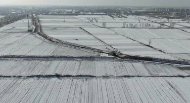 寒潮之下,晚播的冬小麦受影响吗?