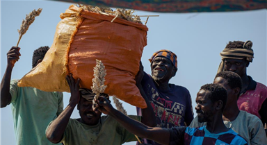 苏丹卡萨拉州:高粱收获