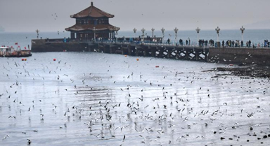 冬日栈桥赏海鸥