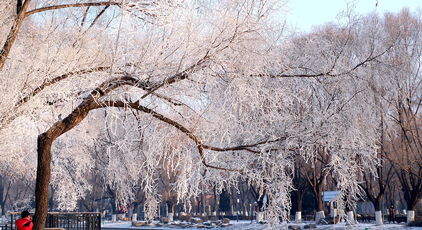 辽宁沈阳:雾凇美景醉游人
