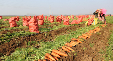 河南鄢陵：胡萝卜喜丰收