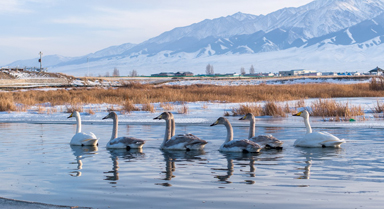 新疆巴里坤：天鹅游弋