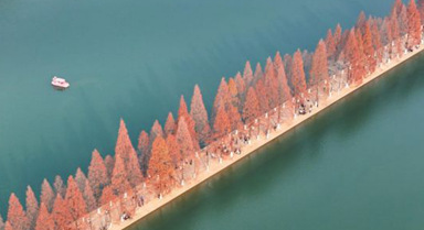 长沙：水杉披红引客来