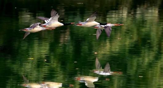 福建:中华秋沙鸭如期而至