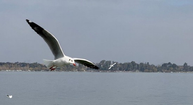 2025年昆明越冬红嘴鸥数量达42000只