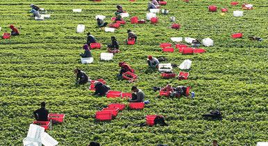 广西富川：蔬菜采收忙