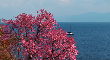 云南抚仙湖畔下起粉色樱花“雪”