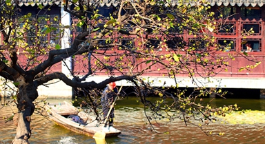 江苏苏州：蜡梅绽放