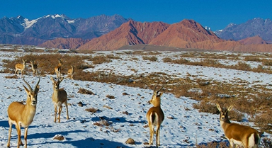 新疆温宿：戈壁滩上的鹅喉羚