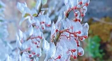 云南丘北：冬日限定“冰晶森林”上线