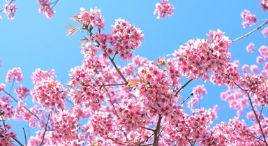 云南永德:冬樱花悄然盛放