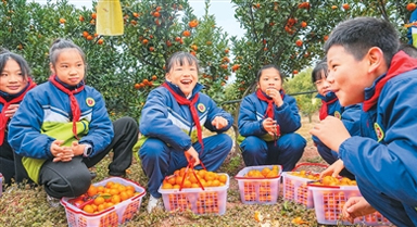 采摘蜜橘 乐享丰收