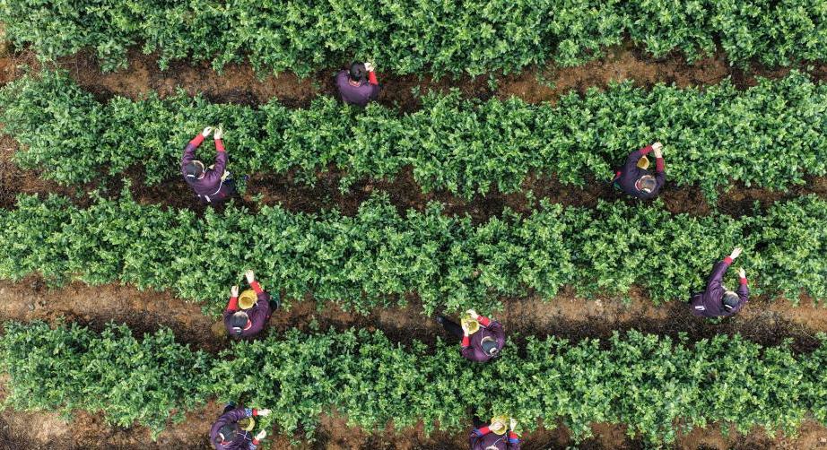 广西三江：立春过后抢采早春茶