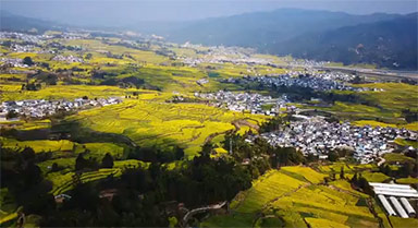 云南临翔油菜花盛放 美如梦境