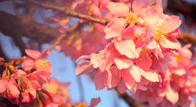 云南宜良:荒山变花海 樱花烂漫春意浓
