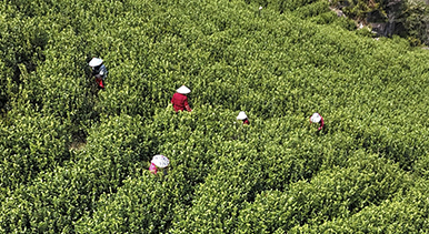 浙江乐清：早春采茶正当时