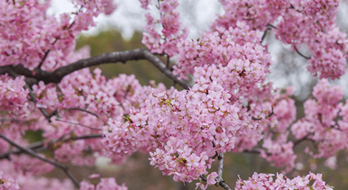 上海：顾村公园早樱绽放