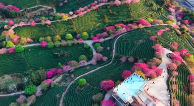 春意盎然 福建漳州樱花映茶山