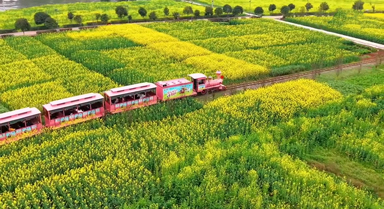 好梦幻！看油菜花开美若海
