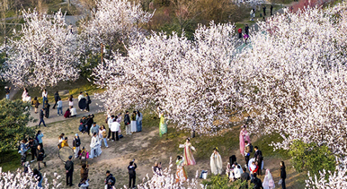 长安春日繁花开